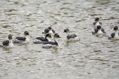 Podiceps occipitalis