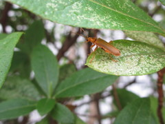 Lycocerus vitellinus