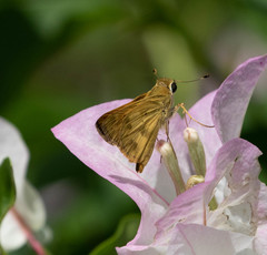 Polites vibex praeceps