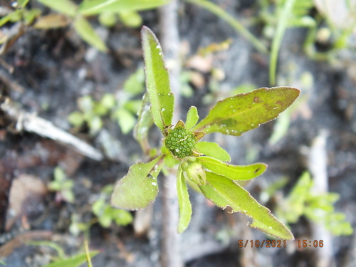 Eclipta prostrata image