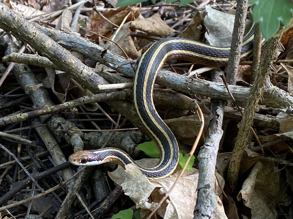 Northern Ribbon Snake from Thedford, ON, CA on May 10, 2021 at 04:53 PM ...