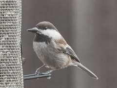 Poecile rufescens