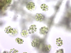 Sphaerocystis