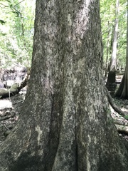 Carya myristiciformis