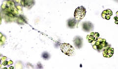 Chytridiomycota