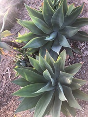 Agave deserti