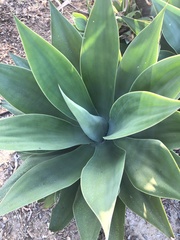 Agave deserti