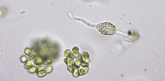 Chytridiomycota
