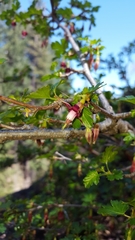 Ribes roezlii