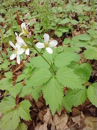 Crinkleroot (Dentaria diphylla)