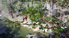 Ribes roezlii