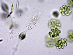 Chytridiomycota