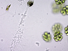 Chytridiomycota
