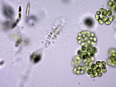 Chytridiomycota
