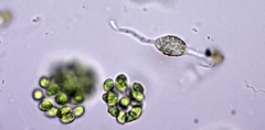 Chytridiomycota