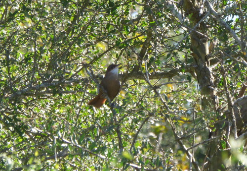 Chaco Earthcreeper (Tarphonomus certhioides), photo 6