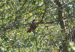 Tarphonomus certhioides