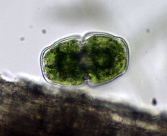 Cosmarium holmiense
