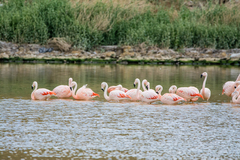 Phoenicopterus chilensis