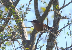 Tarphonomus certhioides