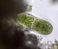 Cylindrocystis