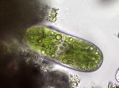 Cylindrocystis