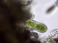 Cylindrocystis
