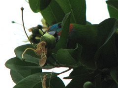 Cyclopsitta diophthalma