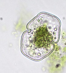 Cosmarium holmiense