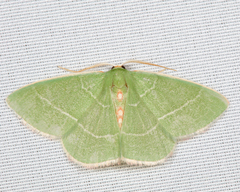 Nemoria rubrifrontaria