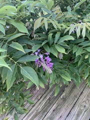 Wisteria brachybotrys