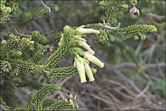 Erica brachialis