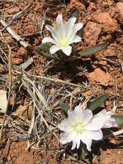 Lewisia brachycalyx