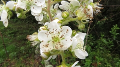 Rubus floribundus
