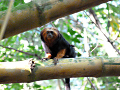 Leontopithecus chrysomelas