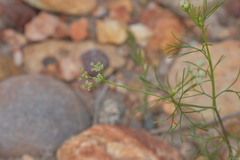 Spermolepis echinata