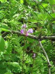Primula fassettii