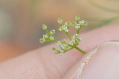 Spermolepis echinata