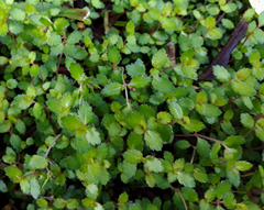 Gonocarpus aggregatus