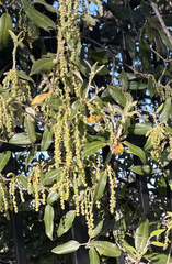 Magnoliopsida