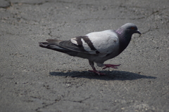 Columba livia