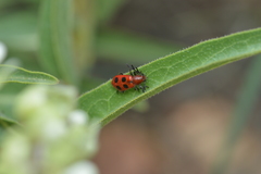 Pelonides quadrinotata