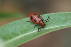 Pelonides quadrinotata
