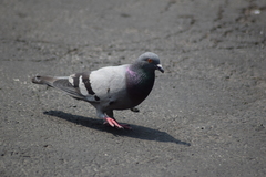 Columba livia