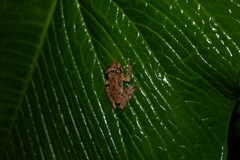 Pristimantis appendiculatus