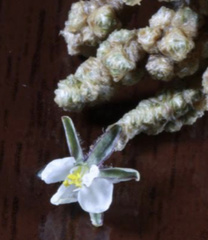 Spergularia arbuscula