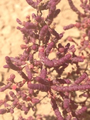 Tecticornia halocnemoides