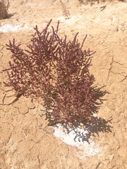 Tecticornia halocnemoides