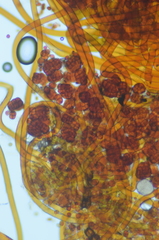 Gloeocapsopsis magma