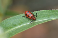 Pelonides quadrinotata